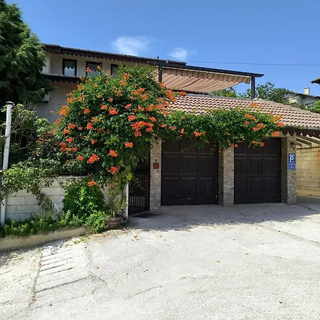 делфини * Warna